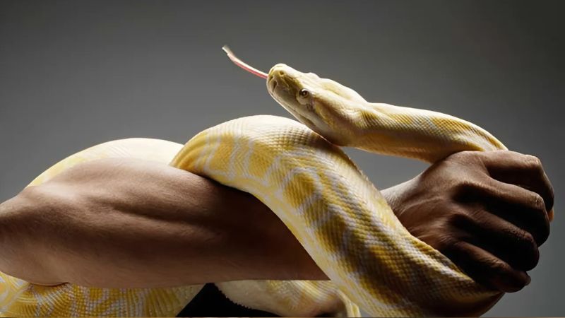 Ý nghĩa mơ thấy người khác bắt được rắn đánh con gì