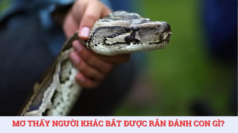 Mơ thấy người khác bắt được rắn đánh con gì dễ trúng?