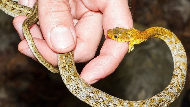 Ý nghĩa giấc mơ thấy rắn hổ mang cắn