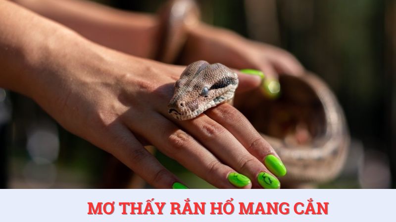 Mơ thấy rắn hổ mang cắn - Luận giải điềm báo và con số lô đề