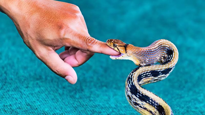 Điềm báo giấc mơ thấy rắn hổ mang cắn vào tay